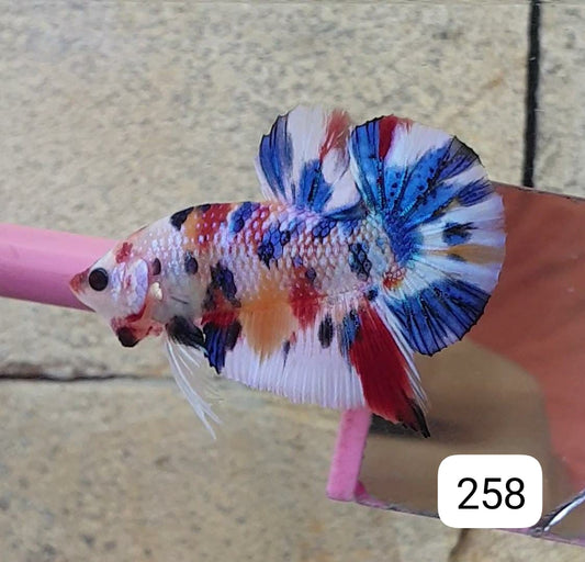 HMPK Betta Splendens #T258 by ivenbetta