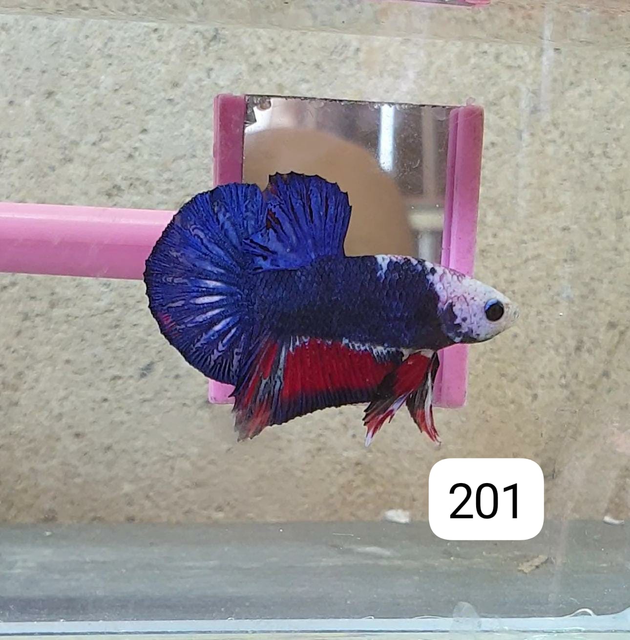 HMPK Betta Splendens #T201 by ivenbetta