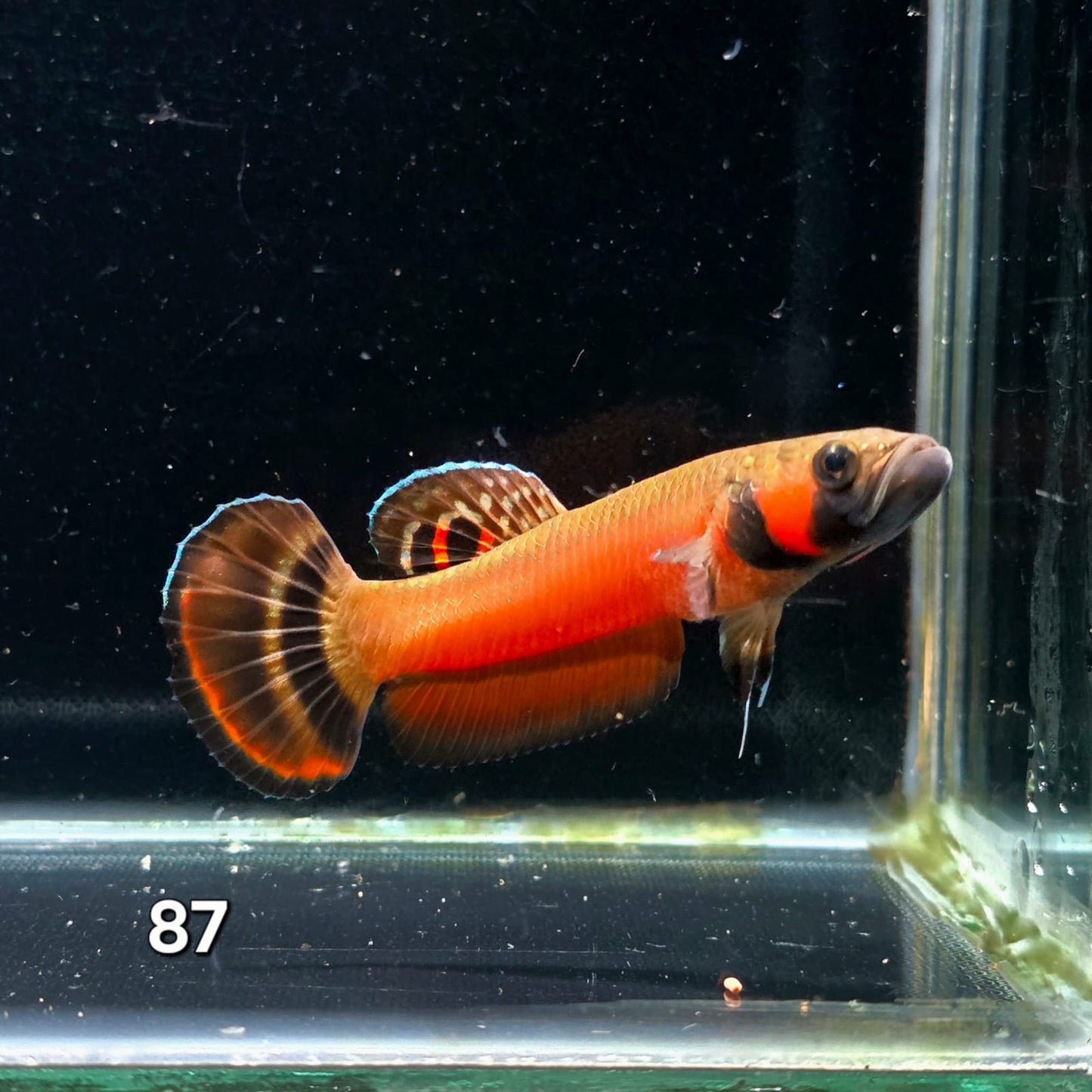 Macrostoma Male (IB087) by ivenbetta