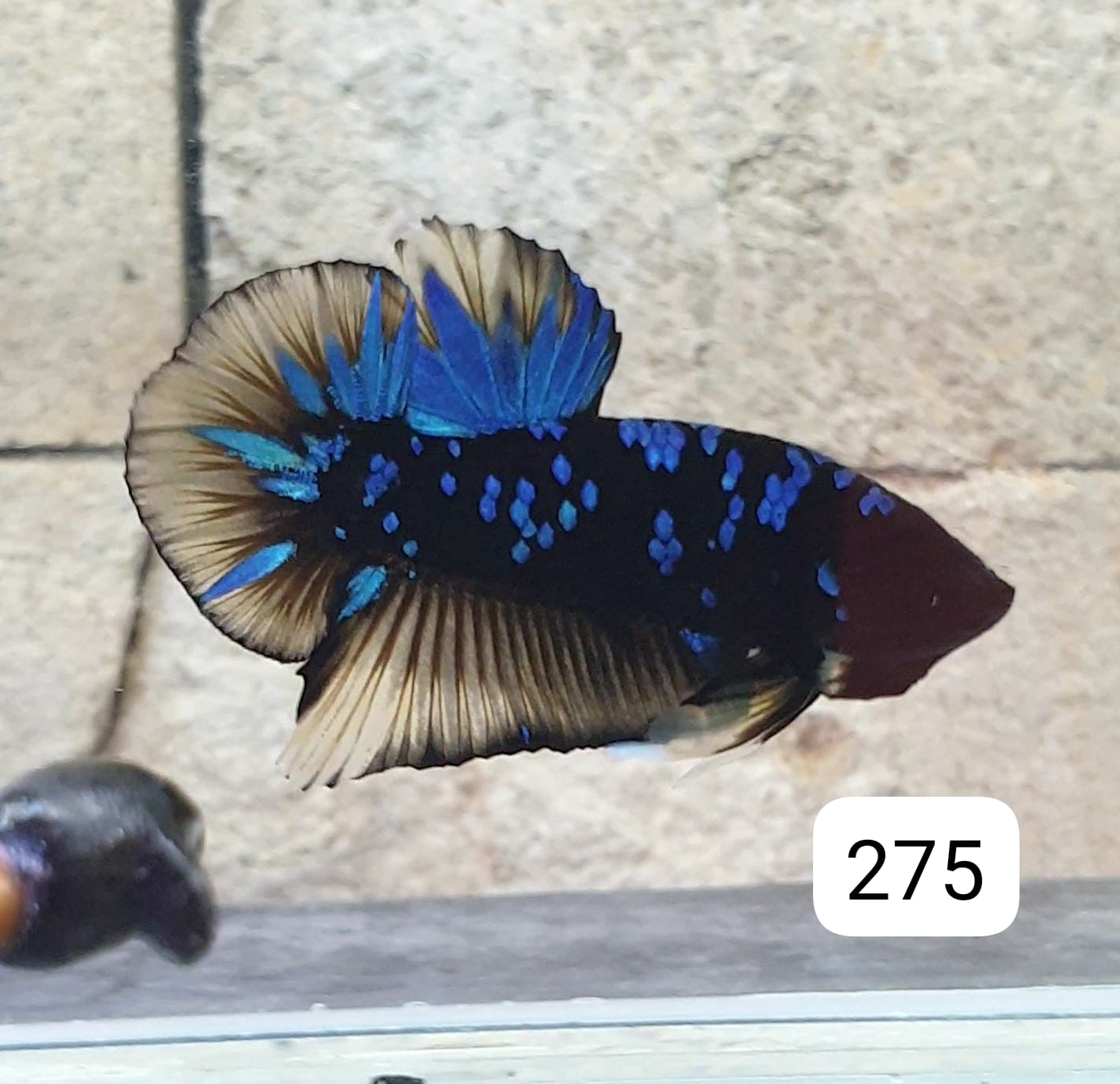 HMPK Betta Splendens #T275 by ivenbetta
