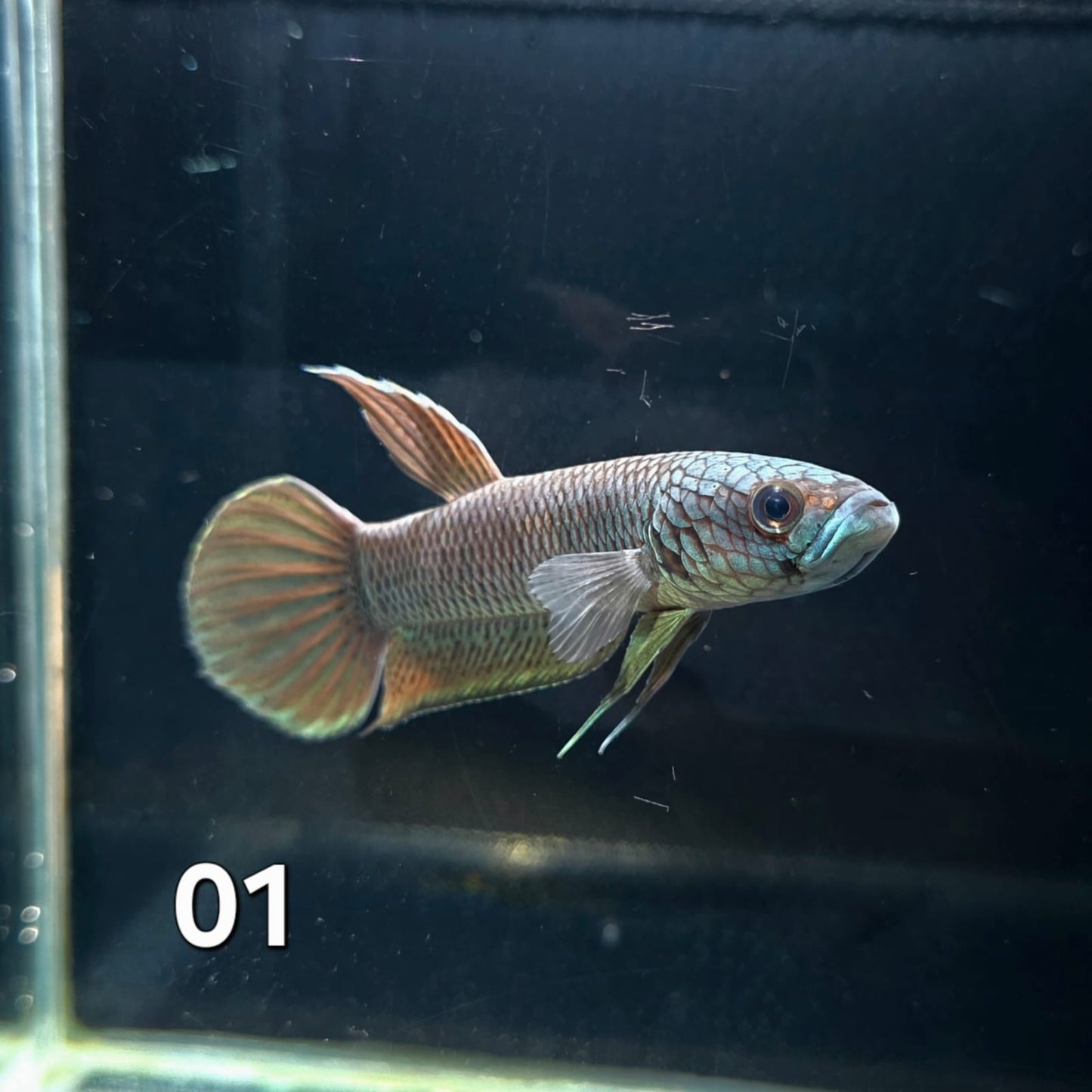 Antuta Male (IB01) by ivenbetta