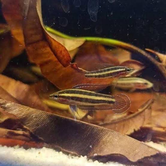 Parosphromenus Opallios (PO) by Iven Betta