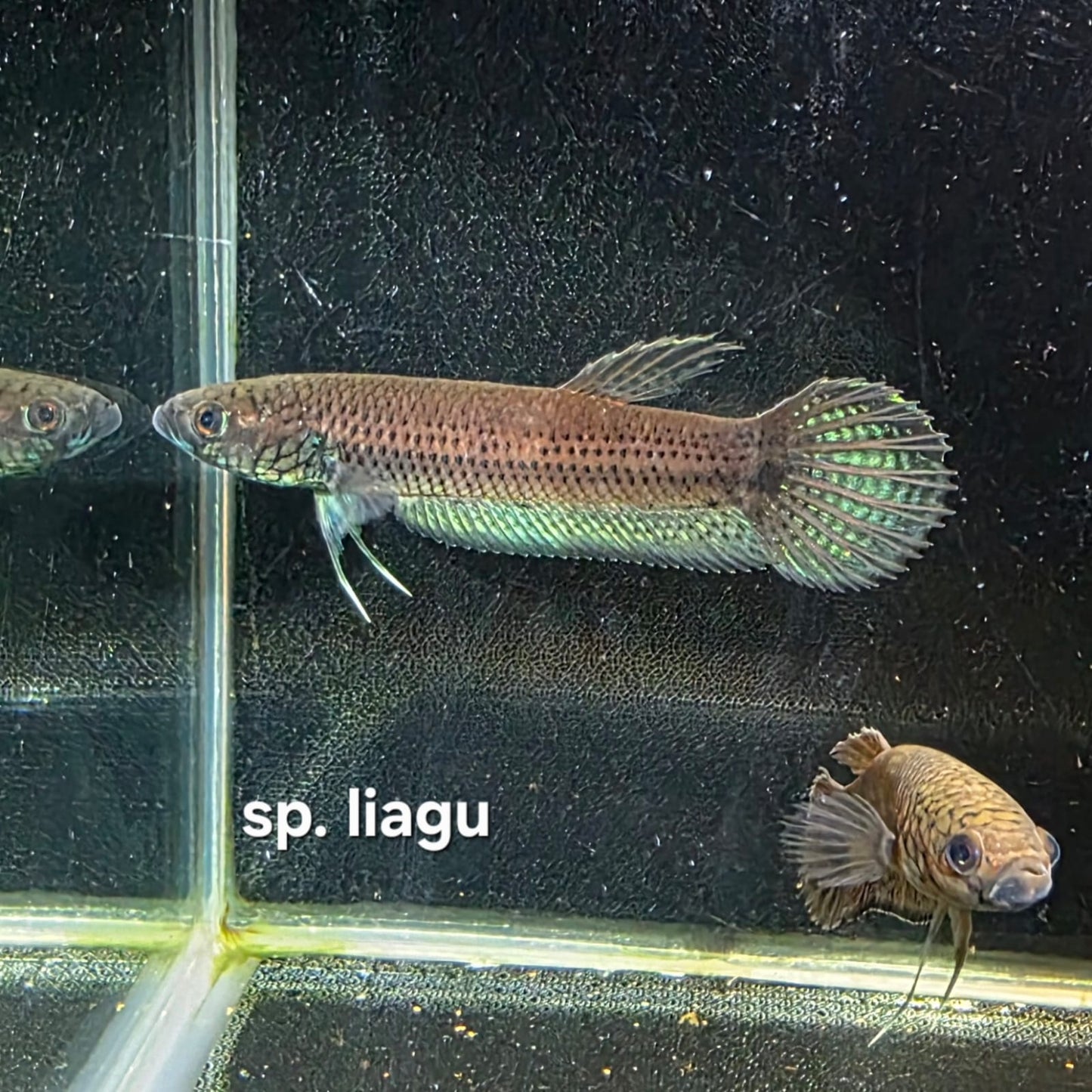 Betta cf. Unimaculata sp. Liagu by Iven Betta
