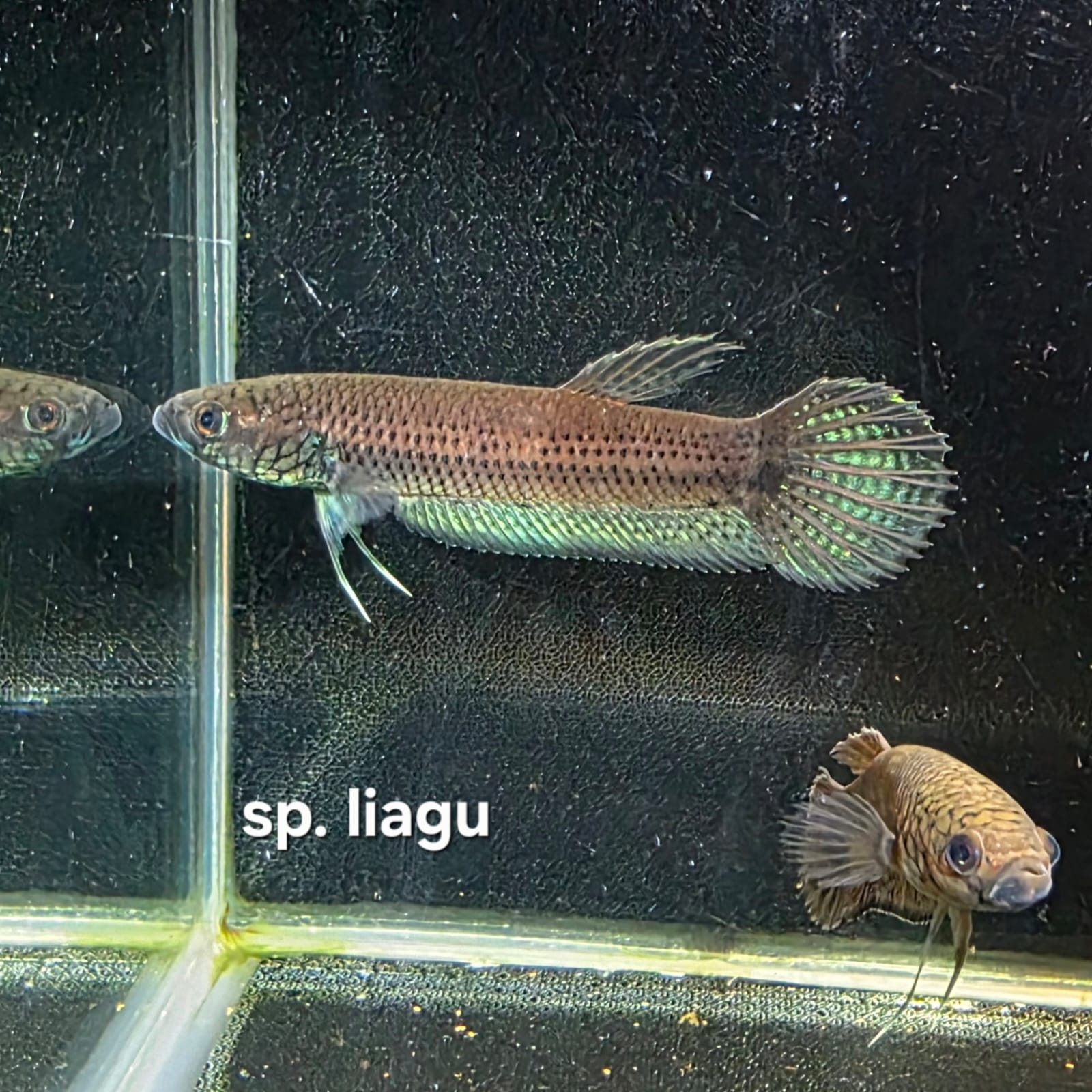 Betta cf. Unimaculata sp. Liagu by Iven Betta