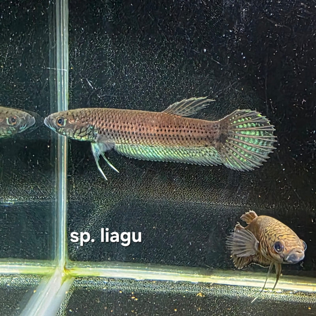 Betta cf. Unimaculata sp. Liagu by Iven Betta