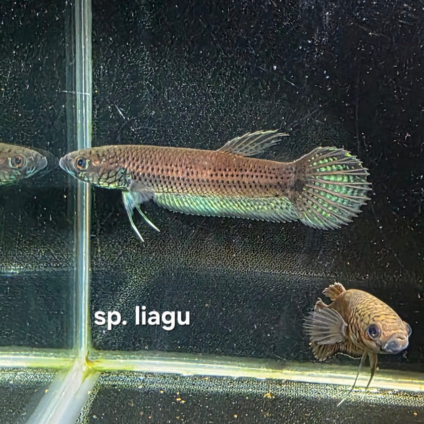Betta cf. Unimaculata sp. Liagu by Iven Betta