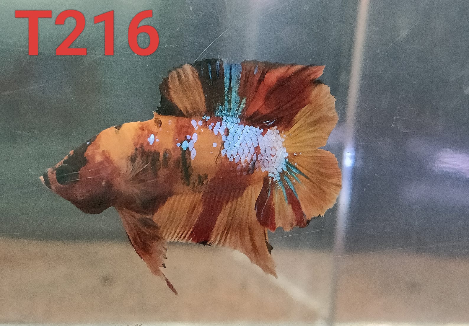 DTPK Betta Splendens #T216 by ivenbetta