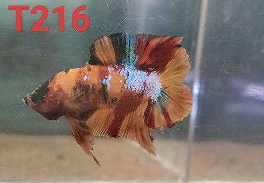 DTPK Betta Splendens #T216 by ivenbetta