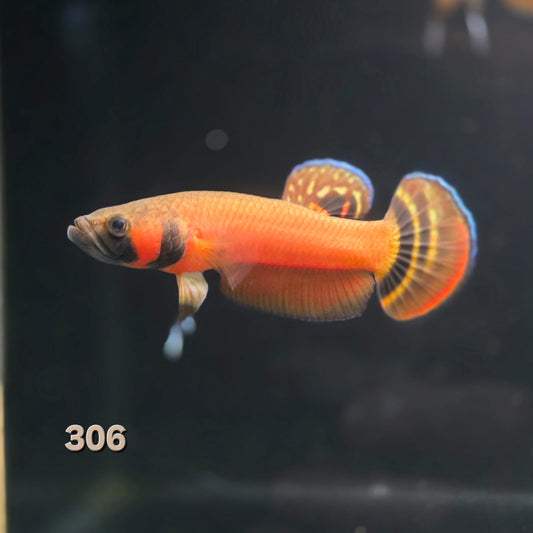 Macrostoma Male (IB306) Show Grade by ivenbetta