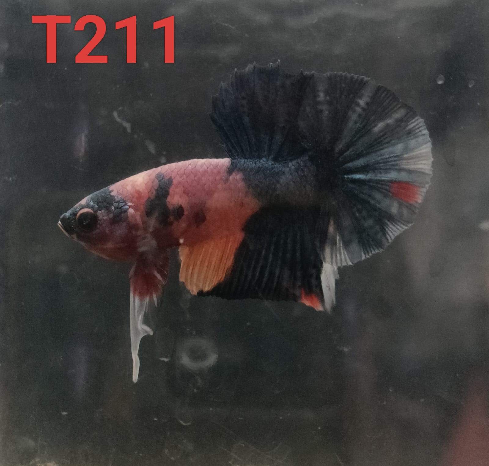 HMPK Betta Splendens #T211 by ivenbetta