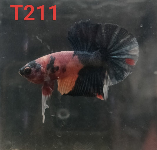 HMPK Betta Splendens #T211 by ivenbetta