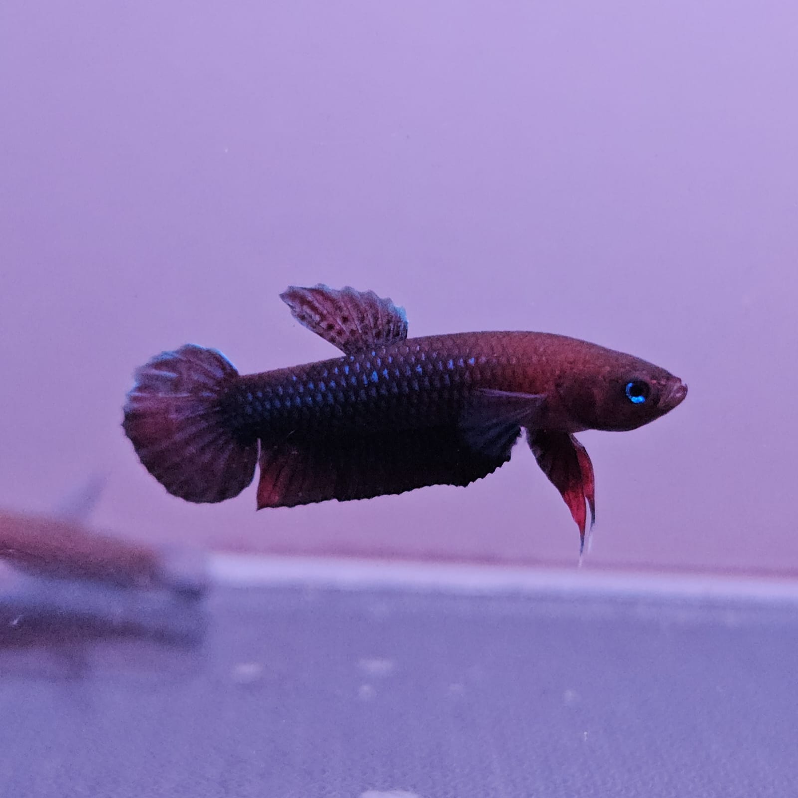 Betta cf. Persephone by Iven Betta
