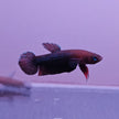 Betta cf. Persephone by Iven Betta