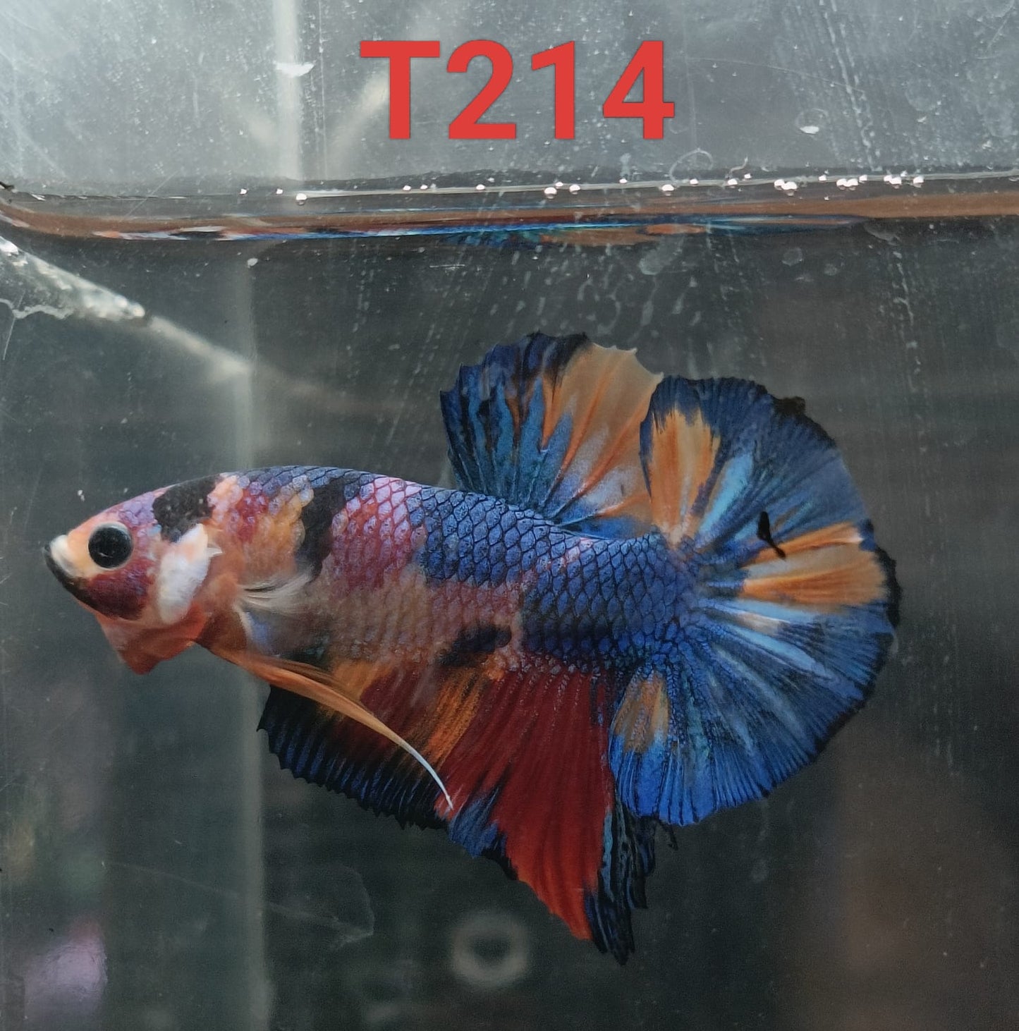 HMPK Betta Splendens #T214 by ivenbetta