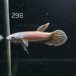 Antuta Male (A298) by ivenbetta