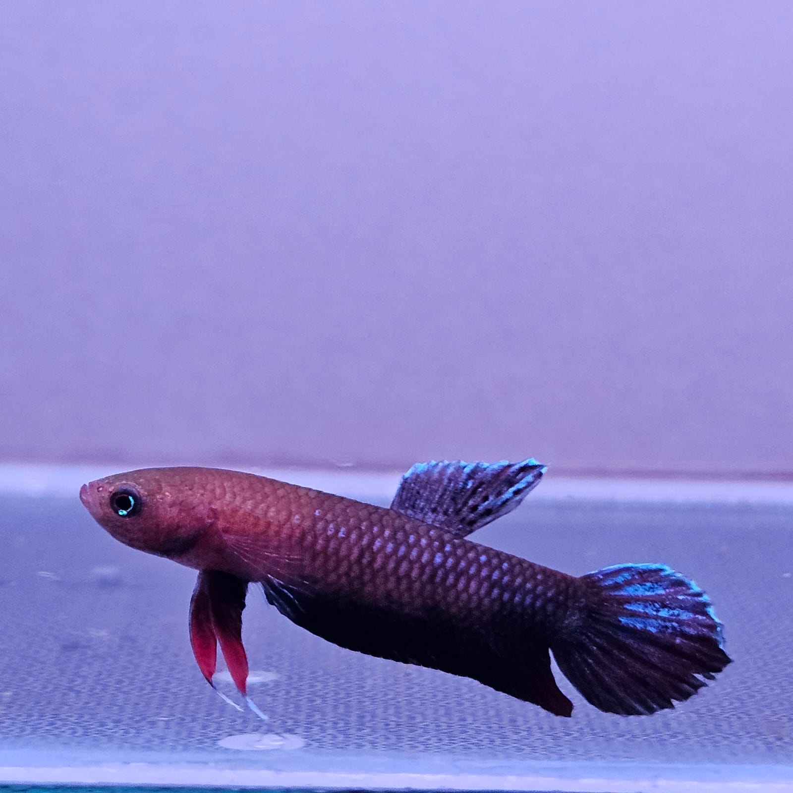 Betta cf. Persephone by Iven Betta