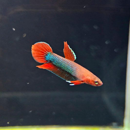 Betta Iaspis sp. Api Api "Jade" by Iven Betta