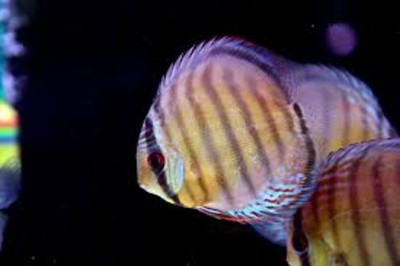 Symphysodon Tarzoo "Tefé Red Spotted Green" by ivenbetta