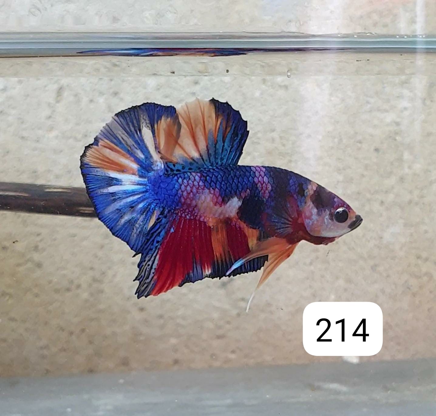 HMPK Betta Splendens #T214 by ivenbetta