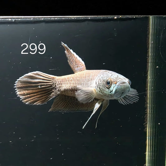 Antuta Male (A299) by ivenbetta
