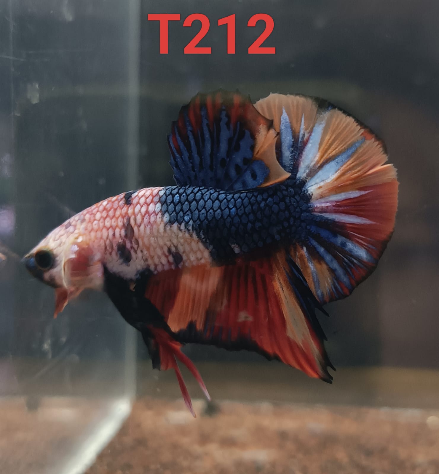 HMPK Betta Splendens #T212 by ivenbetta