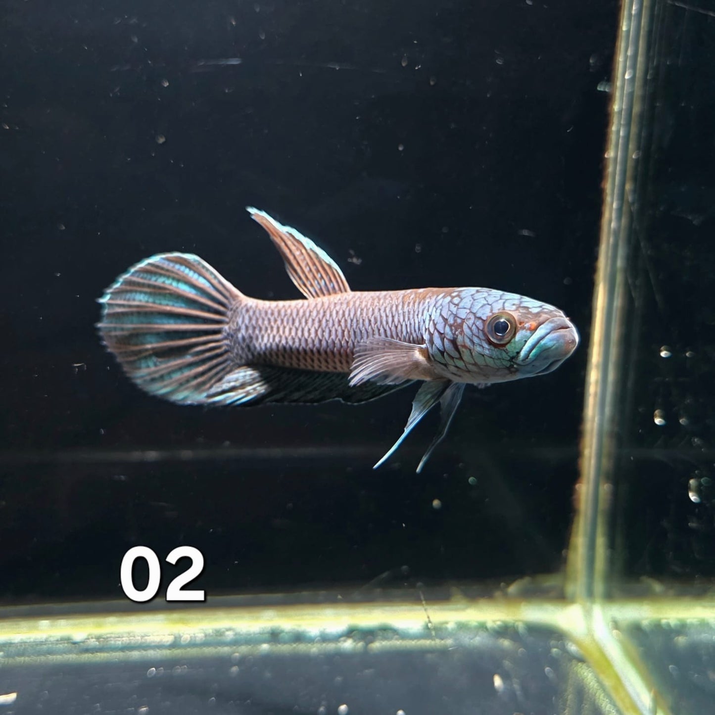 Antuta Male (IB02) by ivenbetta