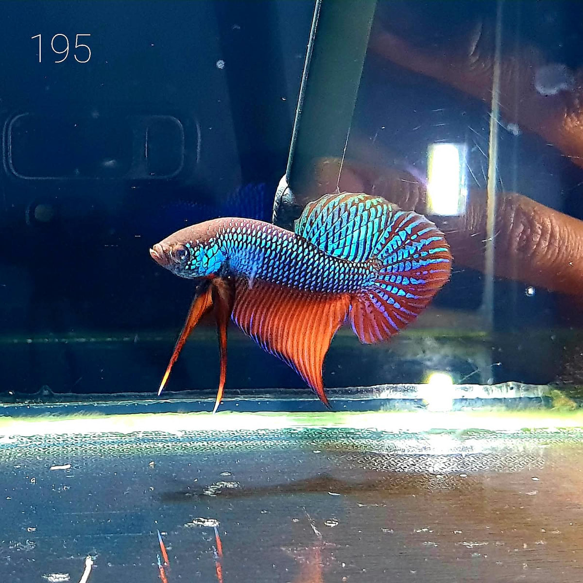 Betta Smaragdina #T195 by ivenbetta