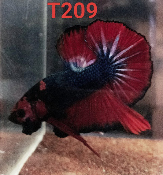HMPK Betta Splendens #T209 by ivenbetta