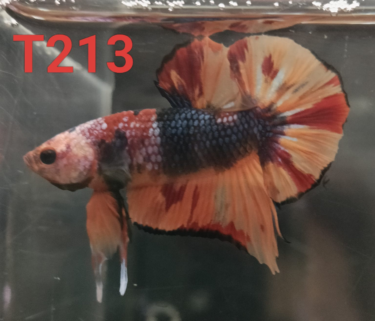 HMPK Betta Splendens #T213 by ivenbetta