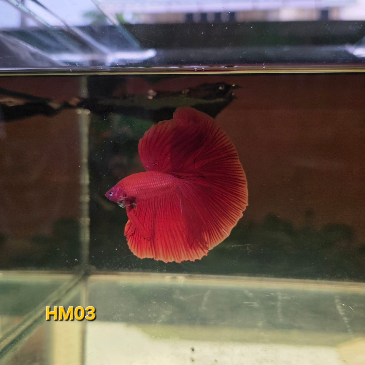 HM Betta Splendens #HM03 by ivenbetta