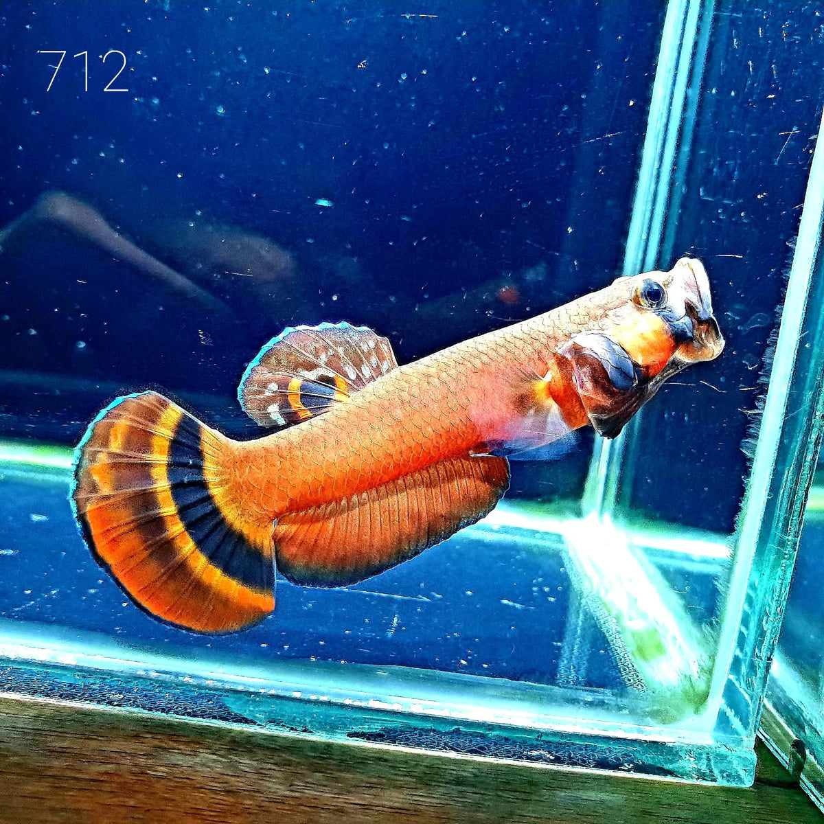 Macrostoma Male (M712) by ivenbetta