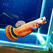 Macrostoma Male (M712) by ivenbetta