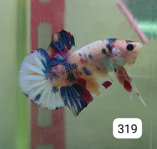 HMPK Betta Splendens #T319 by ivenbetta