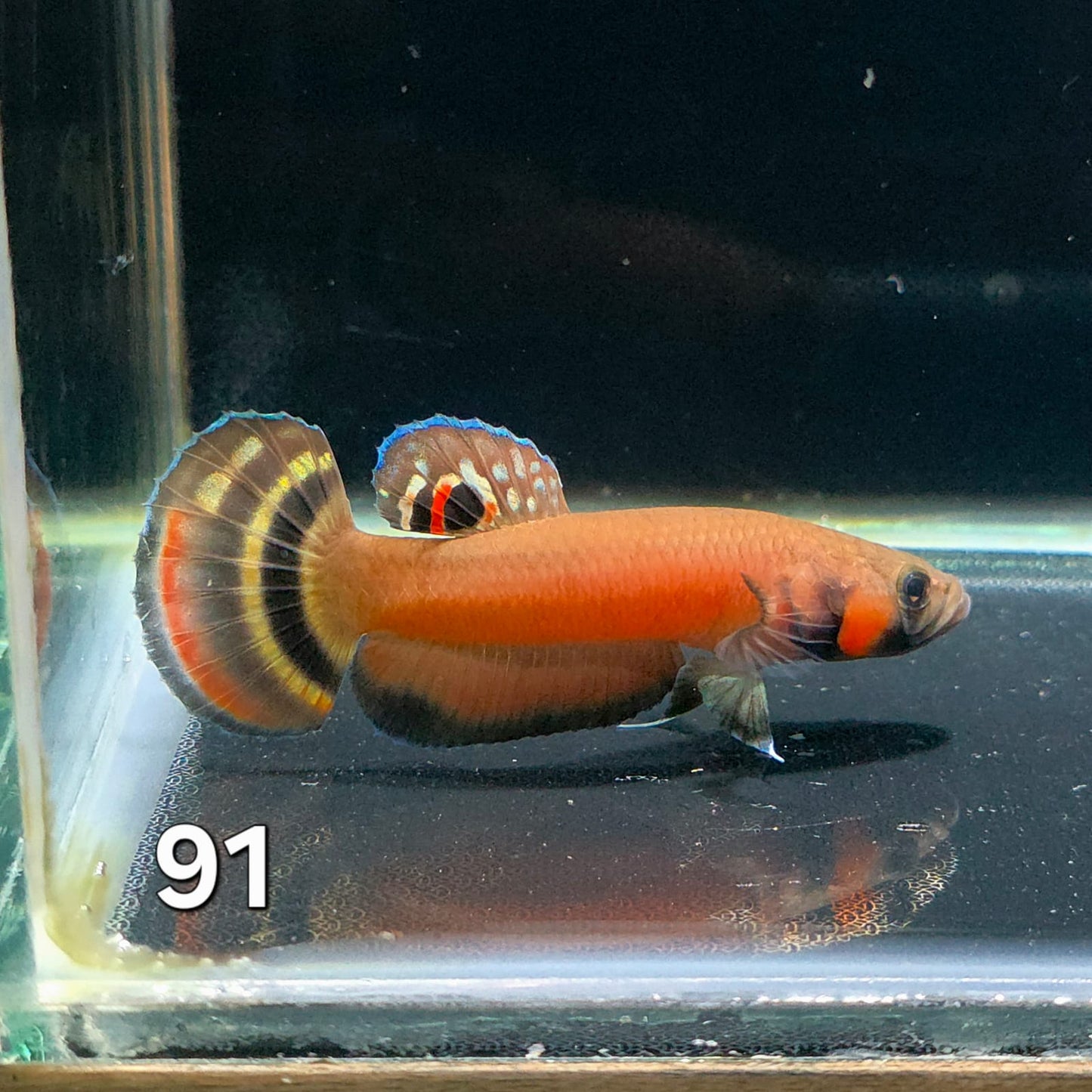 Macrostoma Male (IB091) by ivenbetta