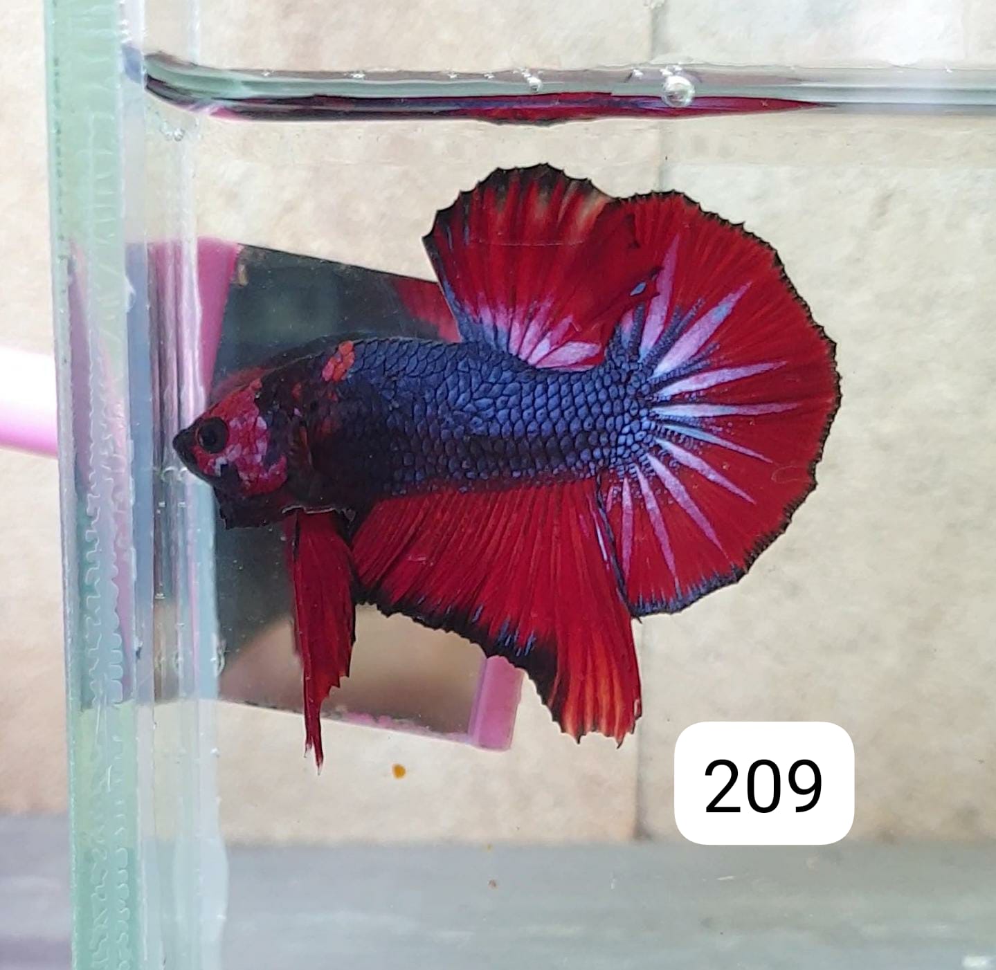 HMPK Betta Splendens #T209 by ivenbetta