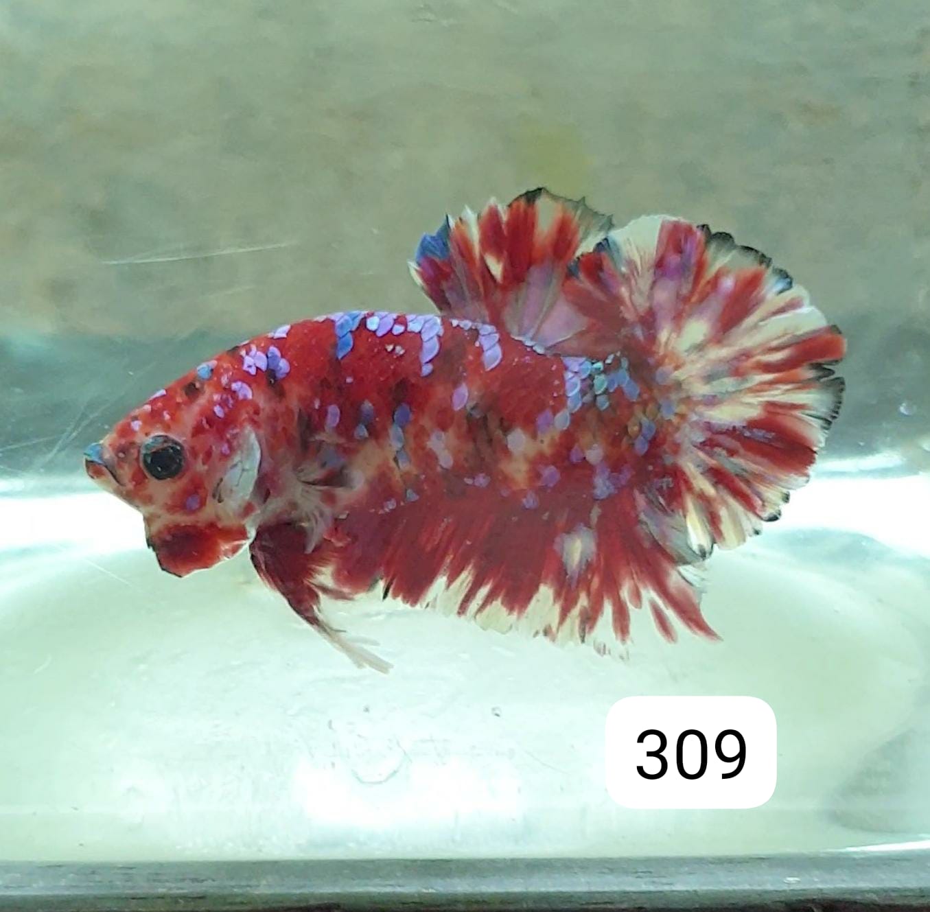 HMPK Betta Splendens #T309 by ivenbetta