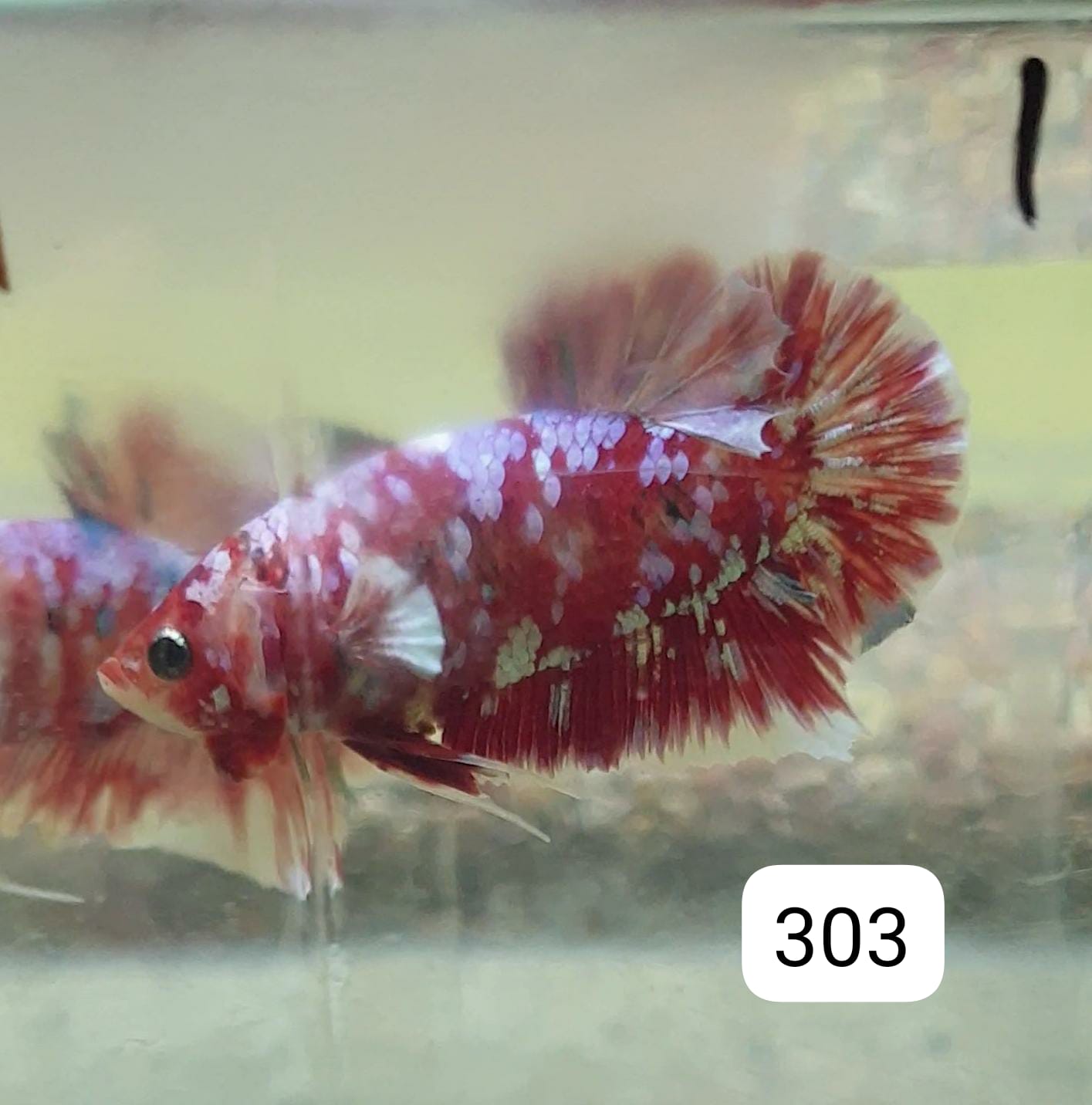 HMPK Betta Splendens #T303 by ivenbetta