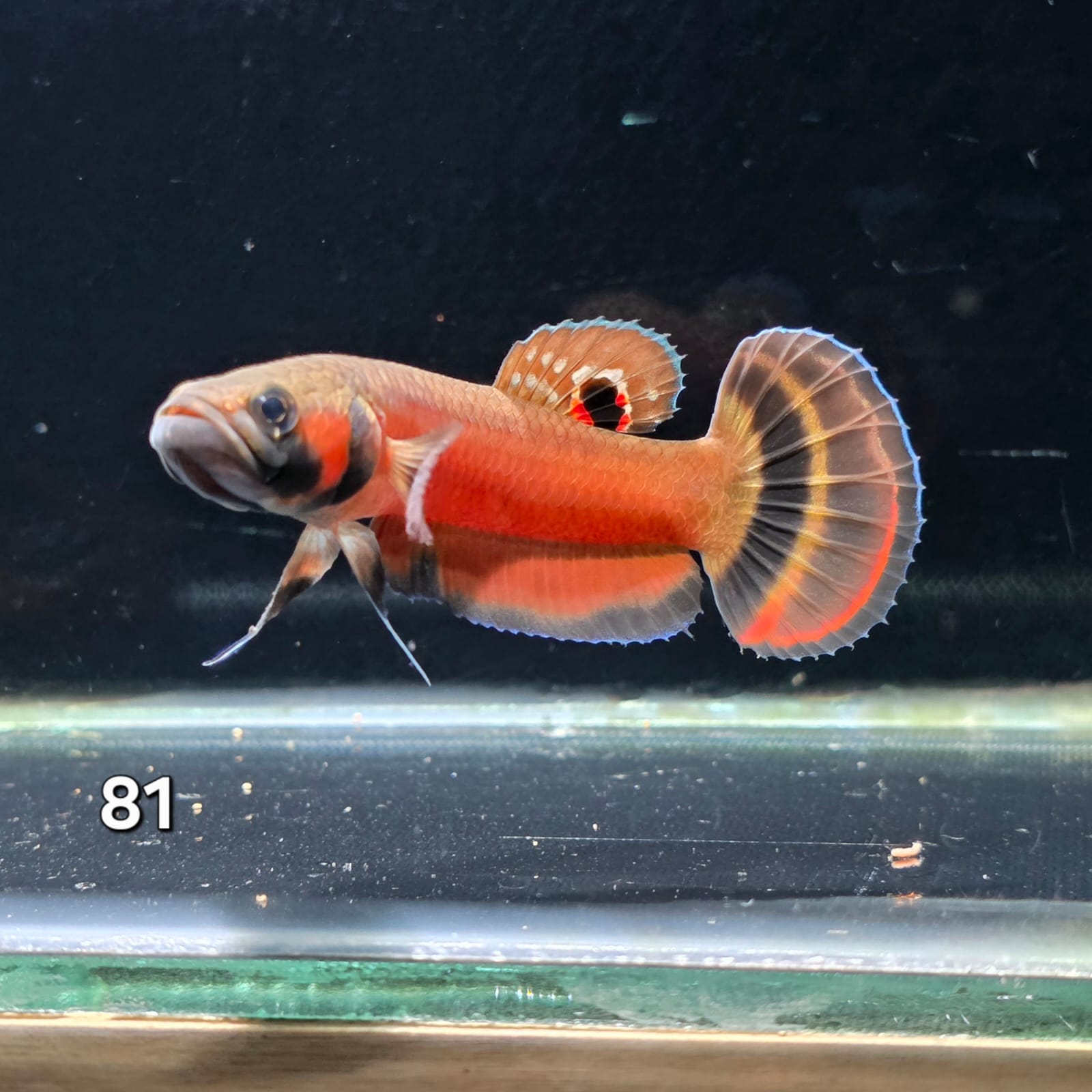 Macrostoma Male (IB081) by ivenbetta