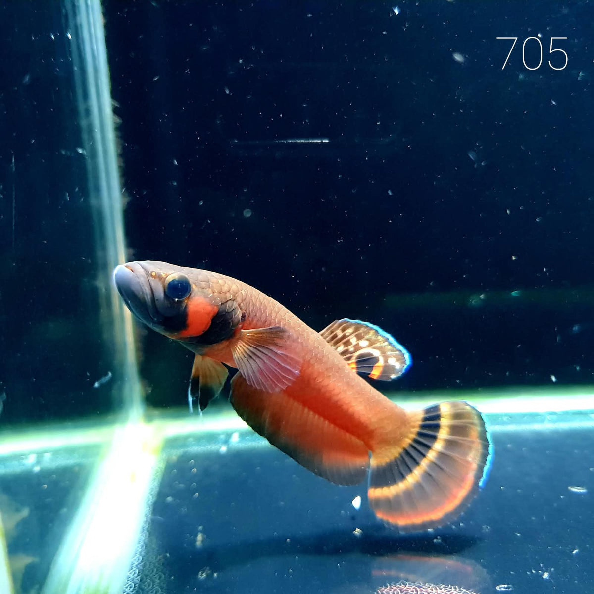 Macrostoma Male (M705) by ivenbetta