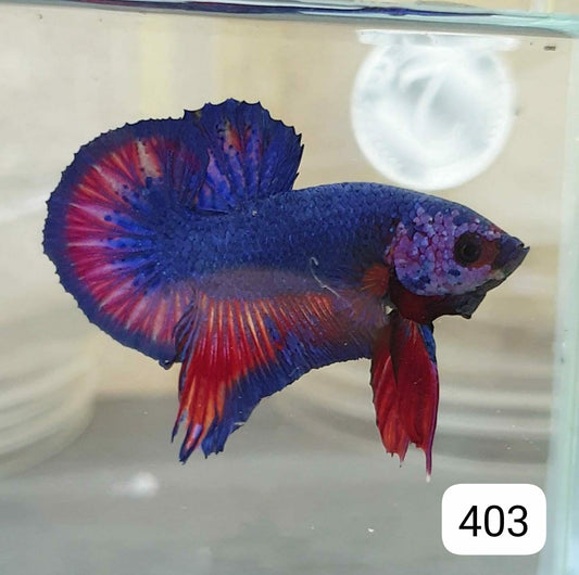 HMPK Betta Splendens #T403 by ivenbetta