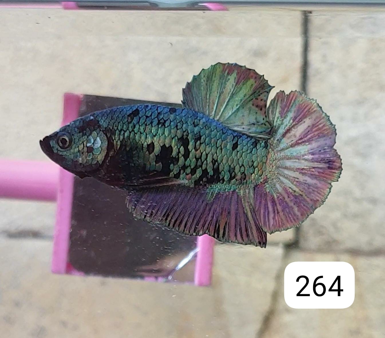 HMPK Betta Splendens #T264 by ivenbetta