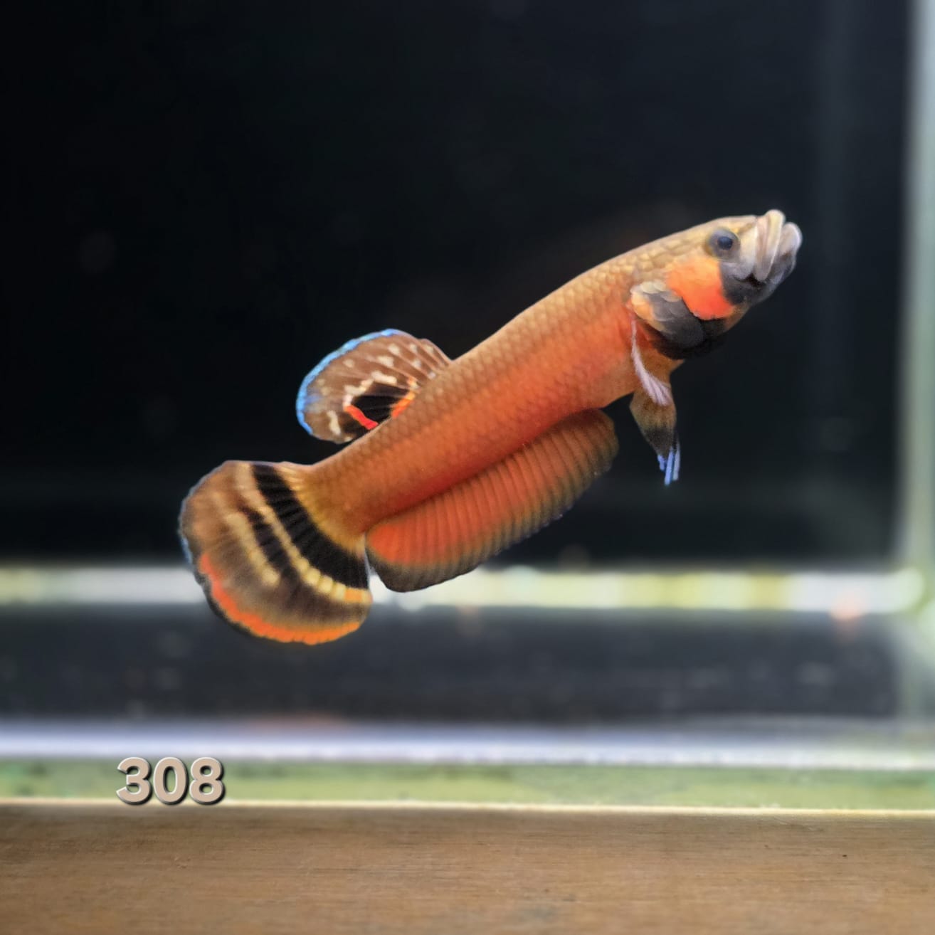 Macrostoma Male (IB308) Show Grade by ivenbetta