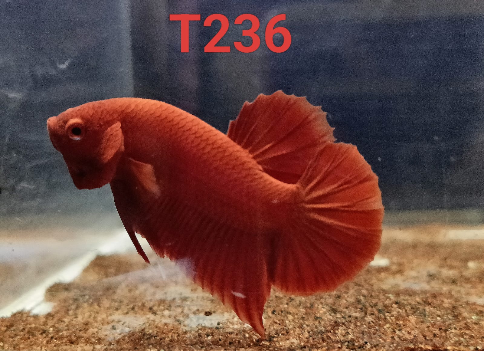 HMPK Betta Splendens #T236 by ivenbetta