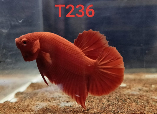 HMPK Betta Splendens #T236 by ivenbetta