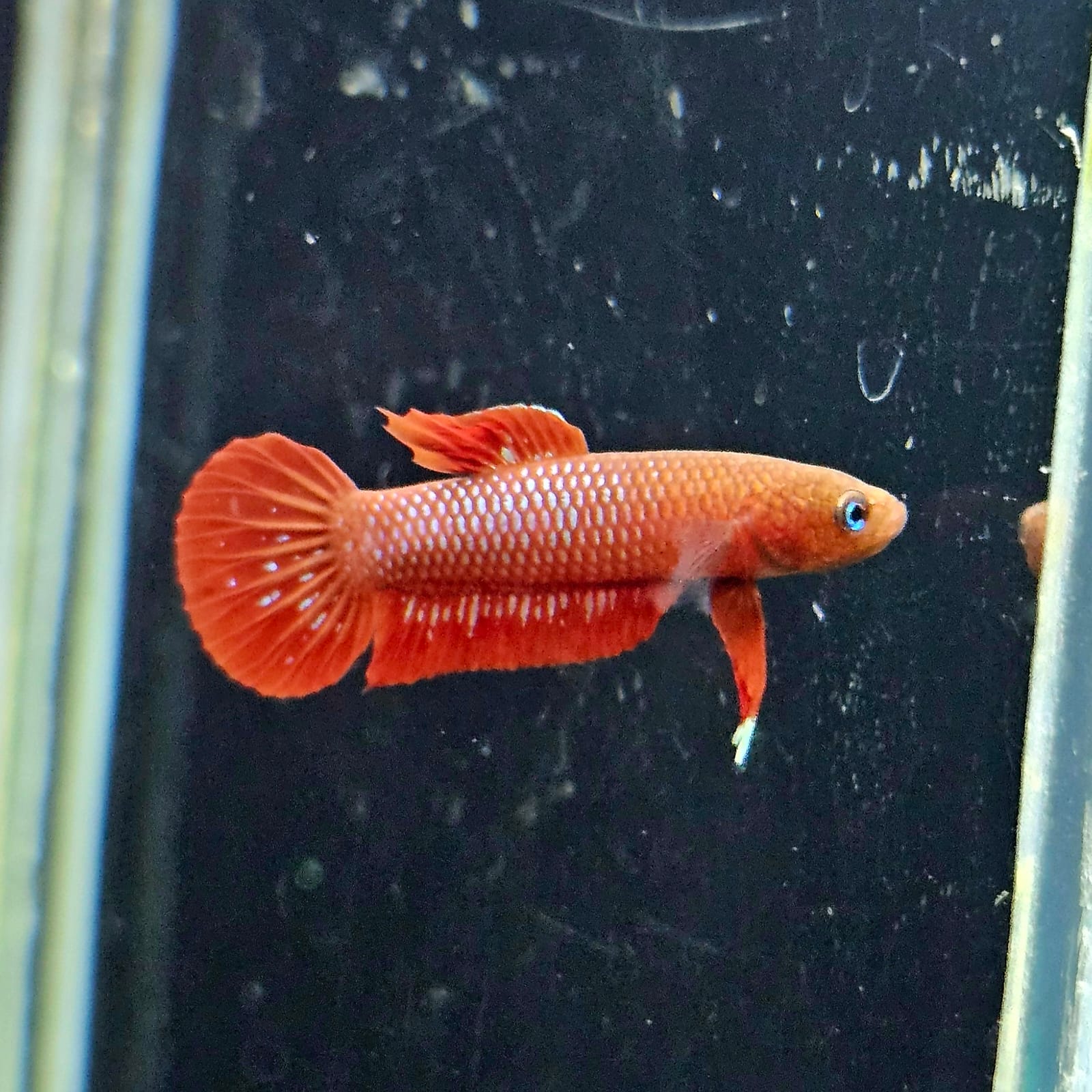 Betta Rutilans by Iven Betta