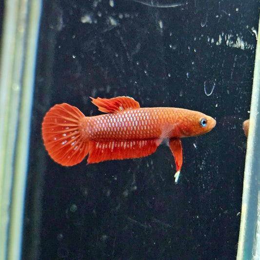 Betta Rutilans by Iven Betta