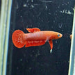 Betta Rutilans by Iven Betta