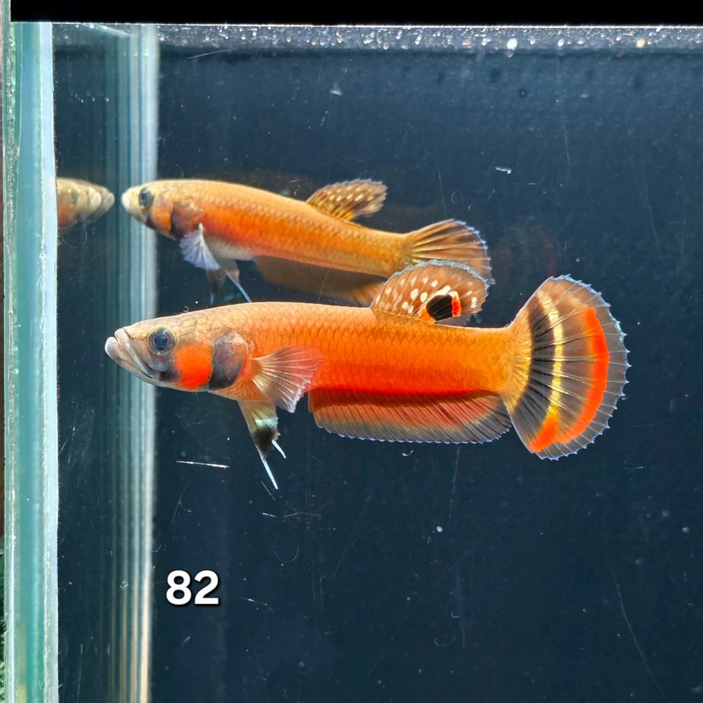 Macrostoma Male (IB082) by ivenbetta