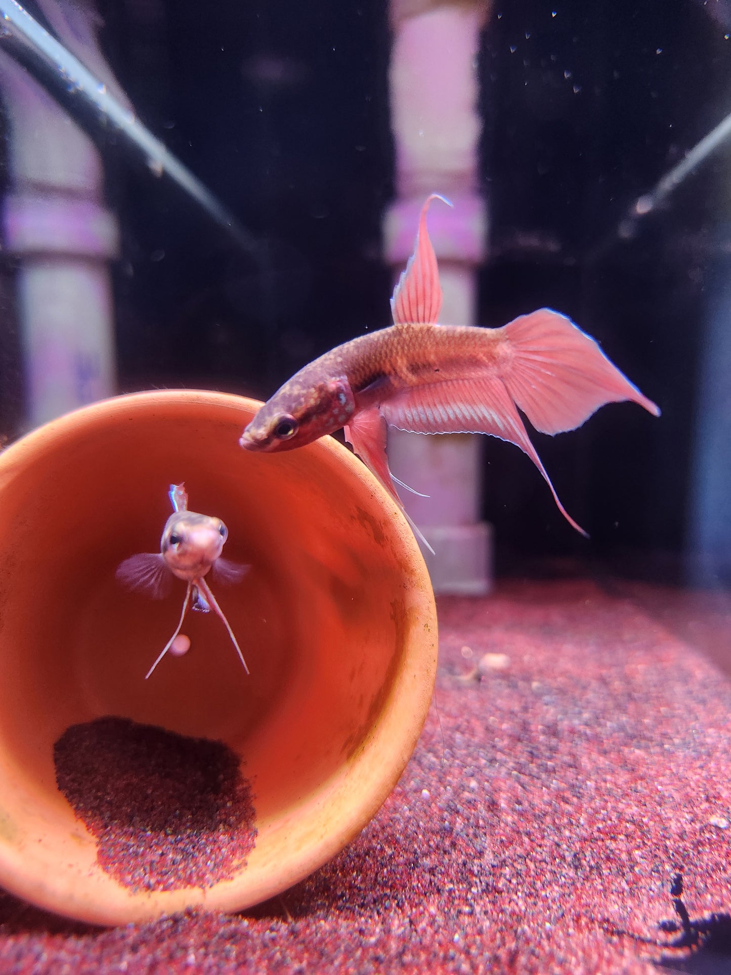 Betta Dimidiata by Iven Betta