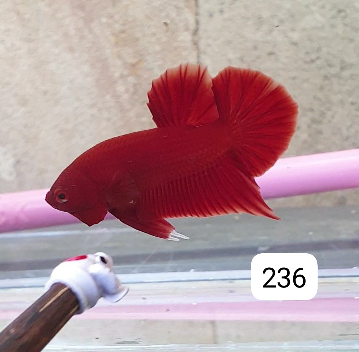 HMPK Betta Splendens #T236 by ivenbetta